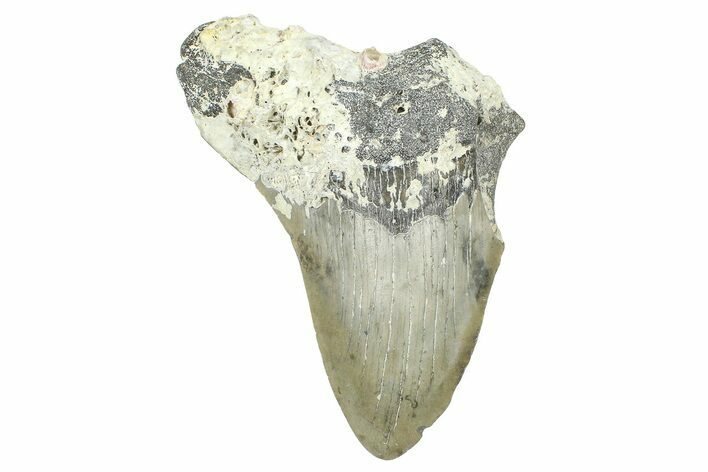 Partial, Fossil Megalodon Tooth - North Carolina #371541